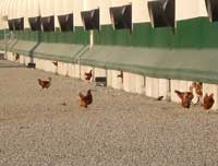 chickens-in-yard-3