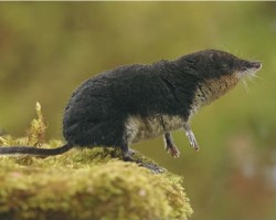 water-shrew